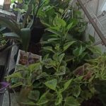 بیمه آسیا نمایندگی حامد کریمی در شیراز