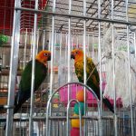 قصر قناری رضا