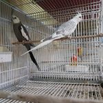 قصر قناری رضا