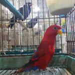 قصر قناری رضا