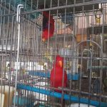 قصر قناری رضا