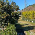 کافه رستوران روشن بهار در لاهیجان