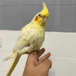 کلینیک دامپزشکی ویونا در قم