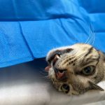 کلینیک دامپزشکی ویونا در قم