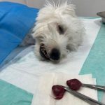 کلینیک دامپزشکی ویونا در قم