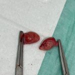 کلینیک دامپزشکی ویونا در قم