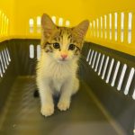 کلینیک دامپزشکی ویونا در قم