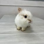 کلینیک دامپزشکی ویونا در قم