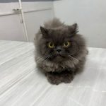 کلینیک دامپزشکی ویونا در قم