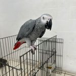 کلینیک دامپزشکی ویونا در قم