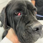 کلینیک دامپزشکی ویونا در قم