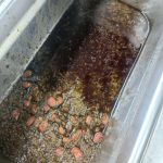 رستوران گیل دختر در فومن