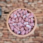 کارخانه بادام زمینی وحید بیجاری در آستانه اشرفیه