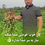 کارخانه بادام زمینی وحید بیجاری در آستانه اشرفیه