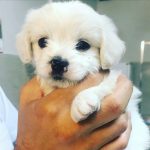 کلینیک دامپزشکی سپن در تهران