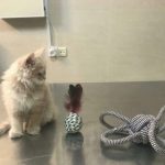 کلینیک دامپزشکی سپن در تهران