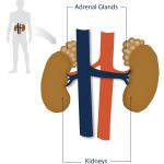 دکتر فریبا نادری غدد